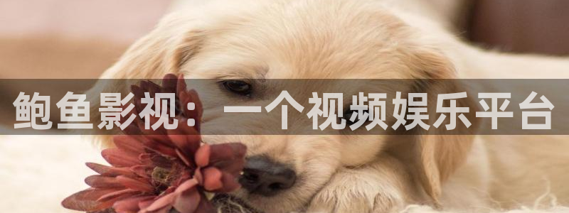 神马达达兔第九影院：鲍鱼影视：一个视频娱乐平台