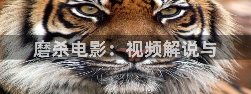 手机不卡神马电影